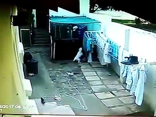 SUBJECT ENTERS TO STEAL AND IS ATTACKED BY PITBULL DOGS (SUJETO ENTRA A ROBAR Y ES ATACADO POR PERROS PITBULL)