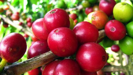 From Our Costa Rica Farm to You, the Story of Moon Mountain Coffee