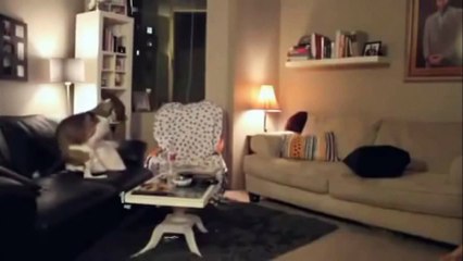 The Secret Life of Pets or What Dogs Do When Their Owners are Not Home #1