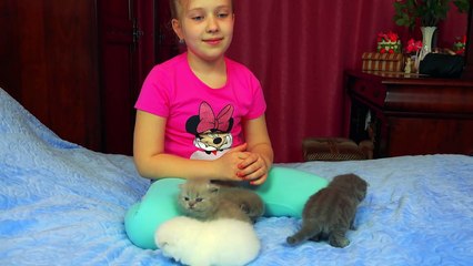 Нам подкинули котят! Реакция Малыша на маленьких котиков! Самое няшное видео!