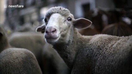 Shepherds drive 1,300 sheep through the centre of Madrid