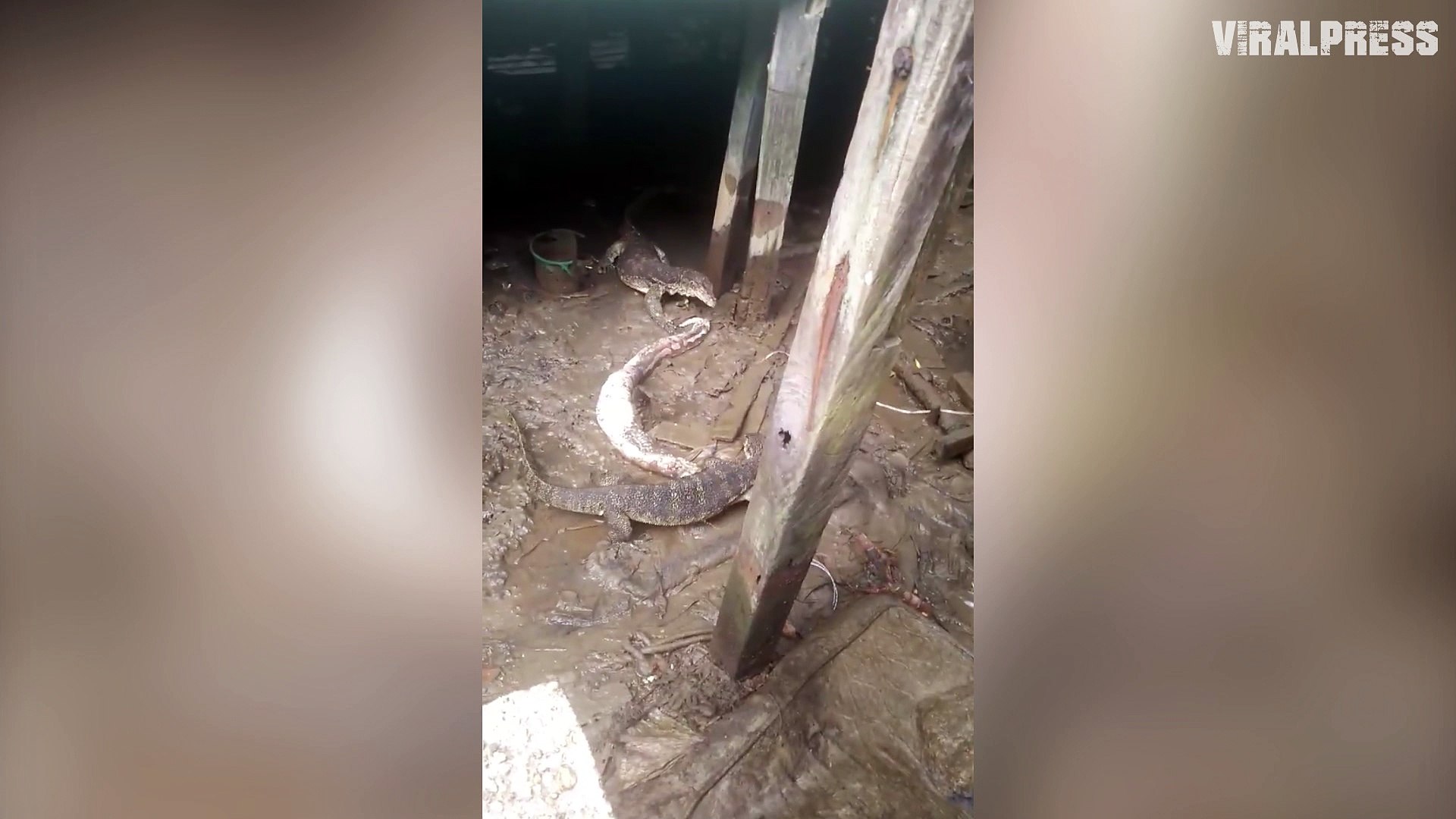 ⁣Monitor Lizards Eating A Dead Python