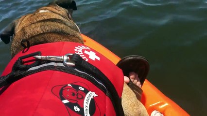 Quand un bouledogue anglais rencontre un lamantin sauvage !