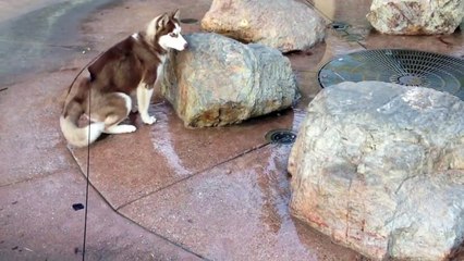 Ce chien s'est assis au mauvais endroit !