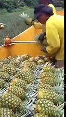 Funny Video Clip Best Comedy Pineapple harvesting