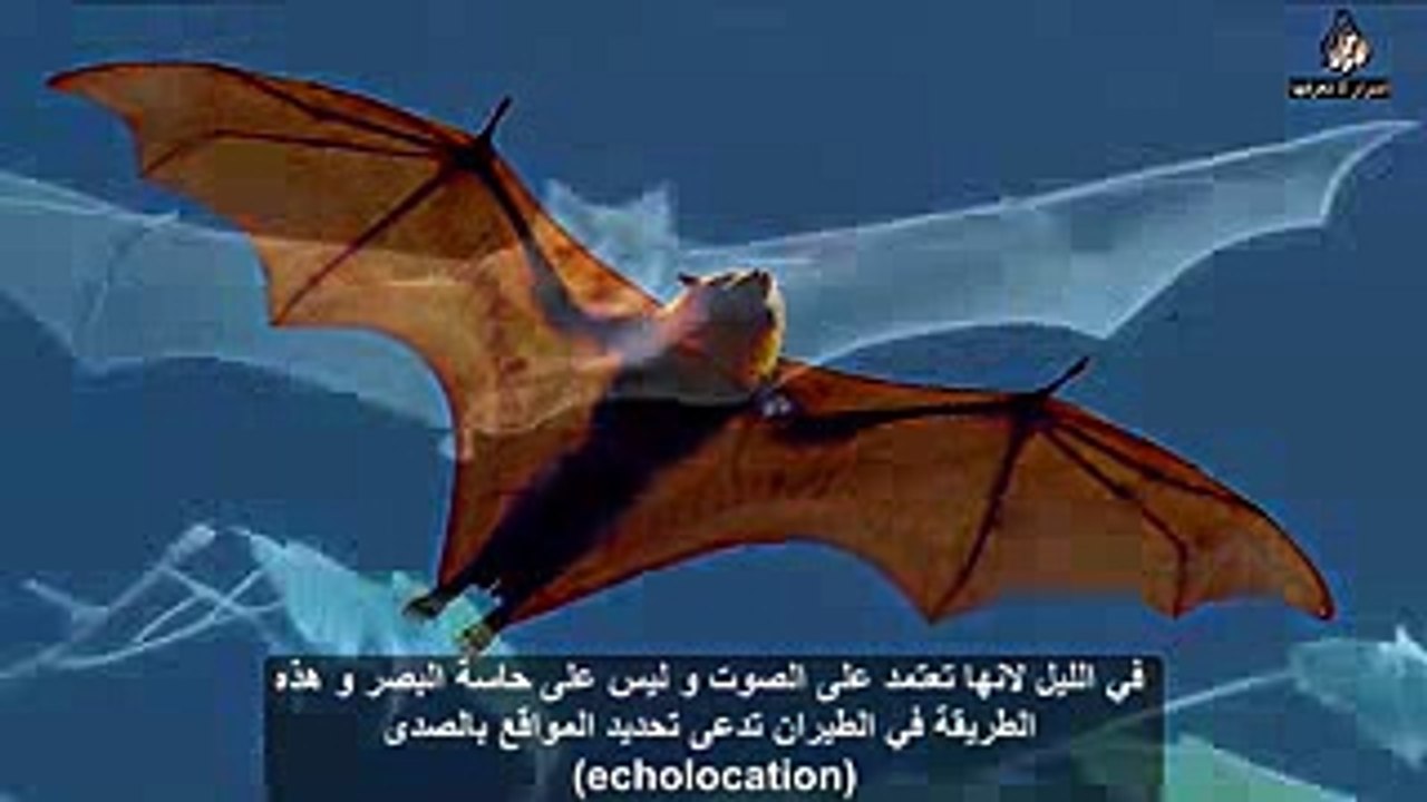 لماذا لا تطير الخفافيش الا في الظلام ؟