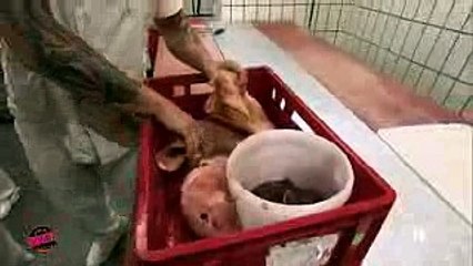 Schweinsköpfe schrubben Nein, danke! Köln50667