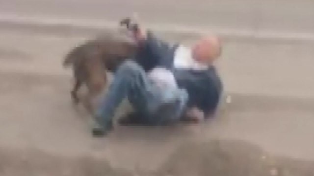 美 맹견에 물려 사망...줄지 않는 '개 물림' 사고 / YTN