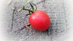 Top 10 health benefits of tomato - Tomatoes are good for your health