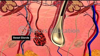 Learn Biology: Human Excretory System