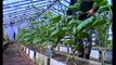 Выращивание томатов. Технология изобилия урожая (по методу Миттлайдера) 2
