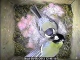 Parus Major incubating, hatching and feeding young