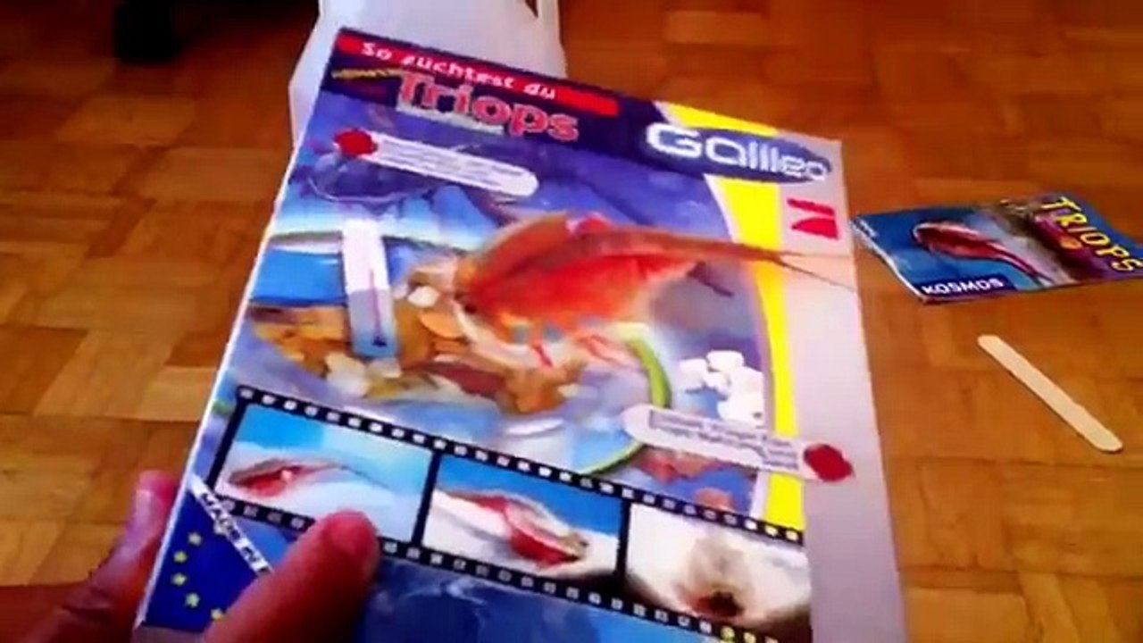 Triops züchten Tag 1 [Galileo] (1. Zucht)