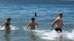 Swimmers Run From Water as Four Killer Whales Approach Shore