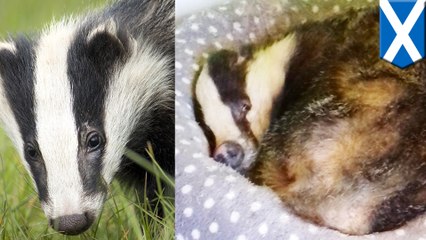 Badger breaks into house, feasts on cat food and foodcomas on cat bed