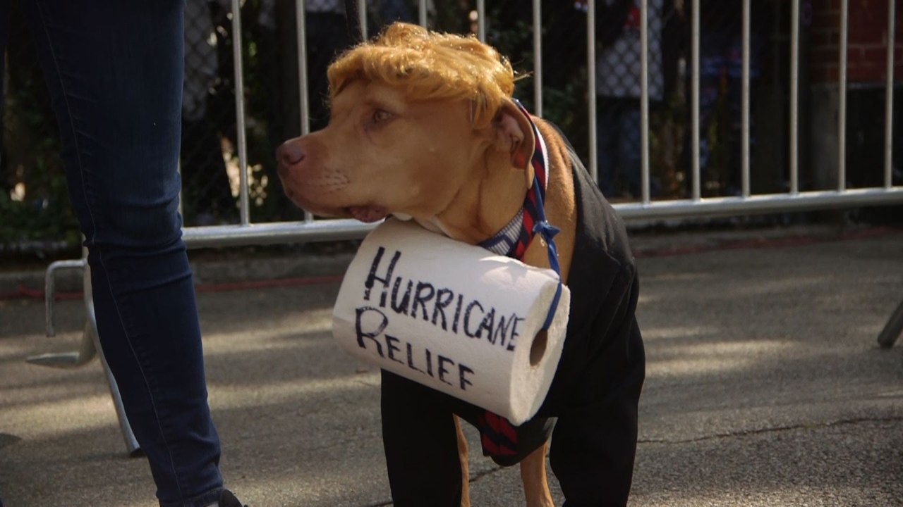 NY: Les chiens se font beaux pour la parade canine d'Halloween