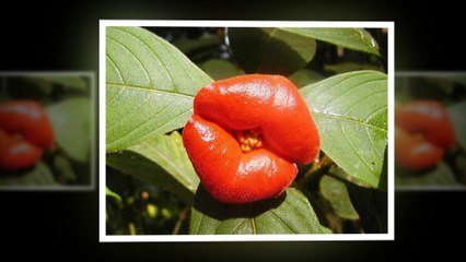 Psychotria Elata. They have the shape of lips. It's wonderful