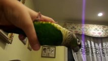 Why to buy a Green Cheek conure
