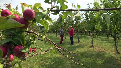 Agriculture bio: quand les aides n'arrivent pas