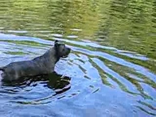 cane corso dans l'eau