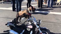 Dog rides motorbike on San Diego road
