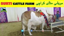 717 || Cow mandi 2018/2019 Karachi Sohrab Goth || Surti Cattle Farm || VIP Tent