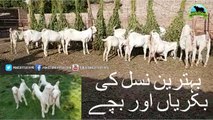 720 || Goat farming in Pakistan || Goat Breeds of Pakistan || Rajan Puri & Kapla Goats
