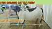 721 || Cow mandi 2018/2019 Karachi Sohrab Goth || Fair Organic Cattle Farm || Bull Qurbani