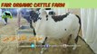 721 || Cow mandi 2018/2019 Karachi Sohrab Goth || Fair Organic Cattle Farm || Bull Qurbani