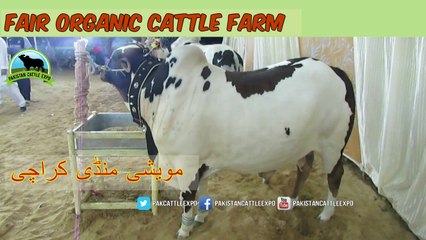 Télécharger la video: 721 || Cow mandi 2018/2019 Karachi Sohrab Goth || Fair Organic Cattle Farm || Bull Qurbani