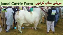 723 || Cow mandi 2018/2019 Karachi Sohrab Goth || Jamal Cattle Farm Video || Amazing Qurbani Animals