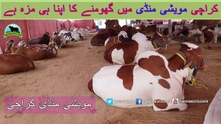 726 || Cow Mandi 2018/2019 Karachi Sohrab Goth || BakraEid in Karachi Pakistan
