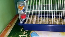 Como fazer gaiola caseira para hamster