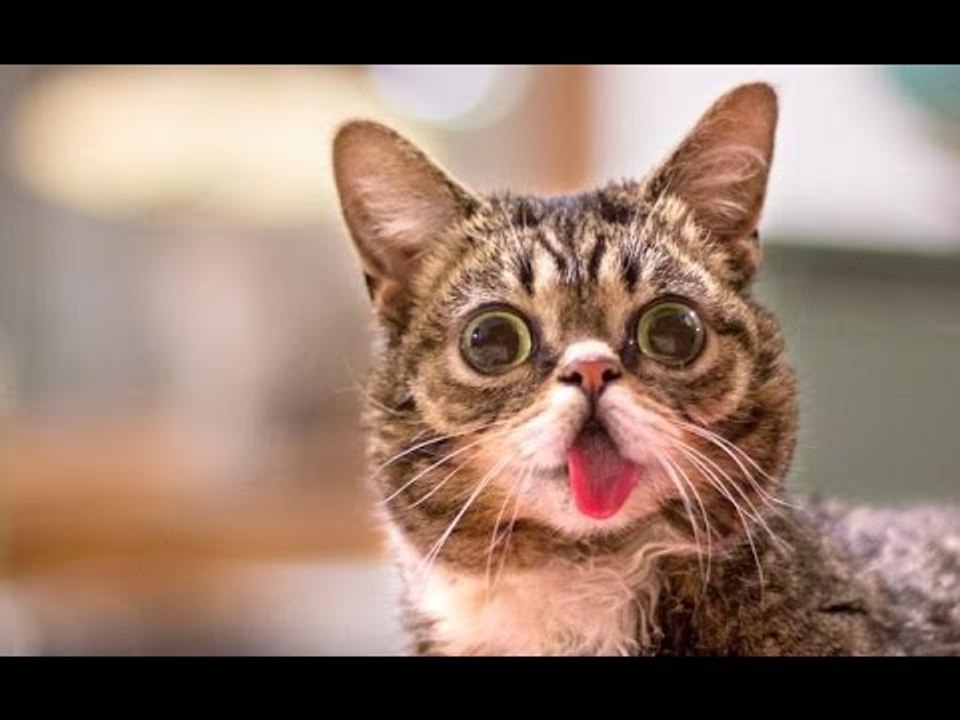 Funny Cat Vines Compilation