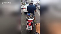 Helmet-wearing cat rides motorcycle with owner