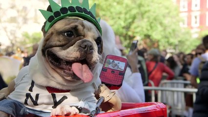 Costumed canines strut their stuff at Halloween Dog Parade