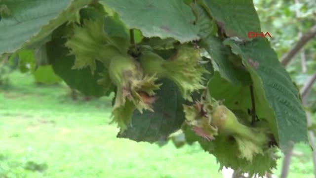 Trabzon Fındık Budama Kursu ile Verim Artınca Herkes Sıraya Girdi
