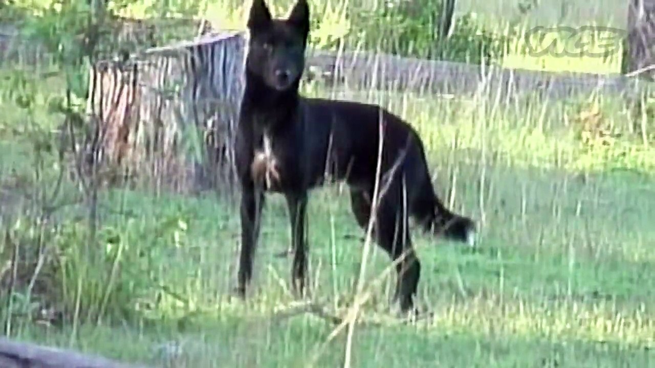 Wild Dog Hunting in Australia
