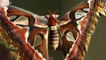 Découvrez l'Attacus Atlas, le plus grand papillon de nuit au monde
