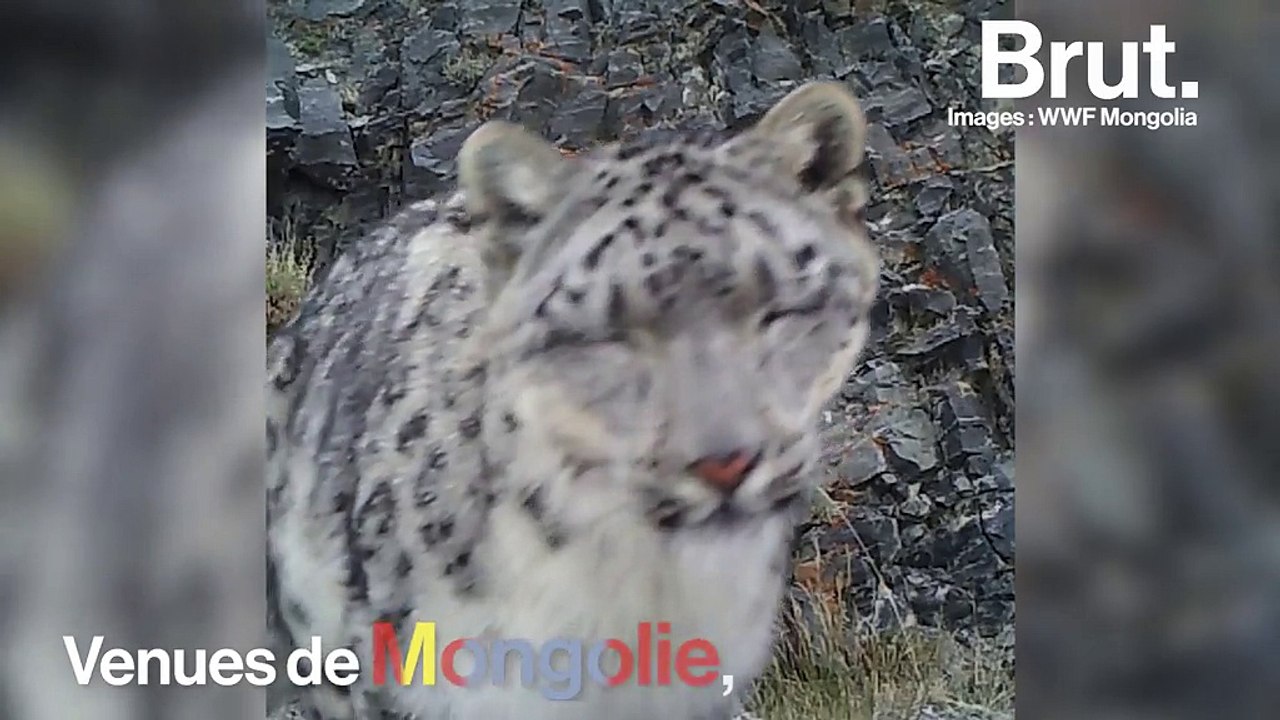 Images Exceptionnelles : Le Léopard des Neiges