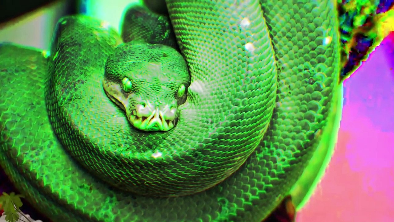 10 AFRICAN CRYPTIDS EXPLAINED