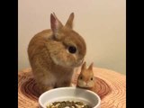 Adorable Bunny Has a Munch With Mini-Me Doll