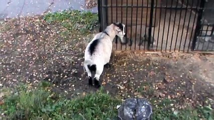 Мы гуляем в детском парке