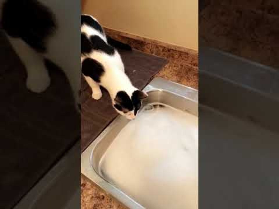 Confused Cat Does Not Understand Bubbles