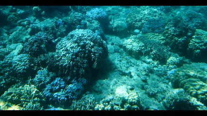 奄美大島 Amami, Kagoshima