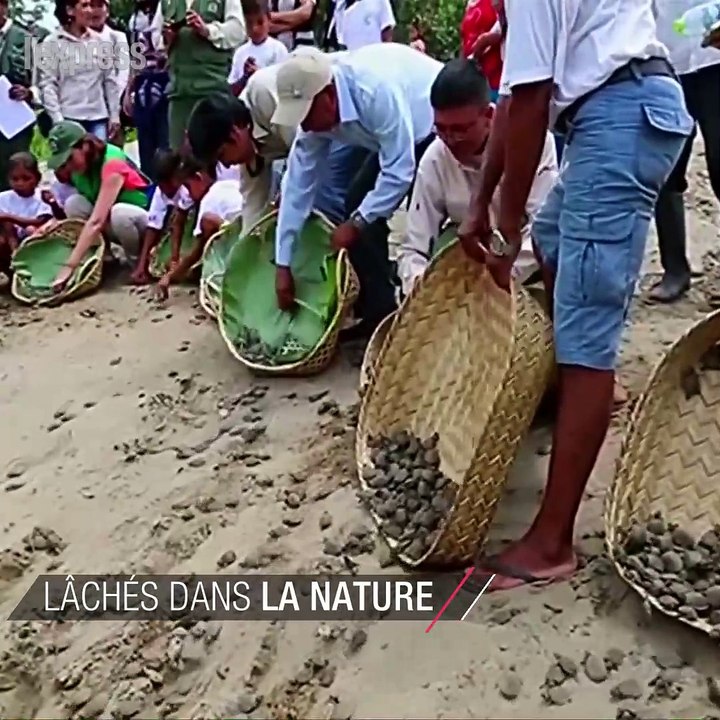 Pérou: des milliers de bébés tortues lâchés dans la nature