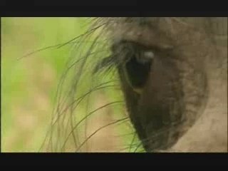 NATURE | The Beauty of Ugly | Africa's Ugliest Mammal | PBS