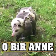 12 Yavru, bir Anne. ANNELİK İŞTE BÖYLE BİR ŞEY