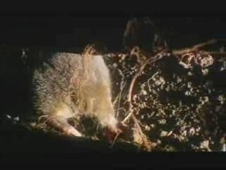 NATURE | The Beauty of Ugly | 22-Tentacled Nose | PBS