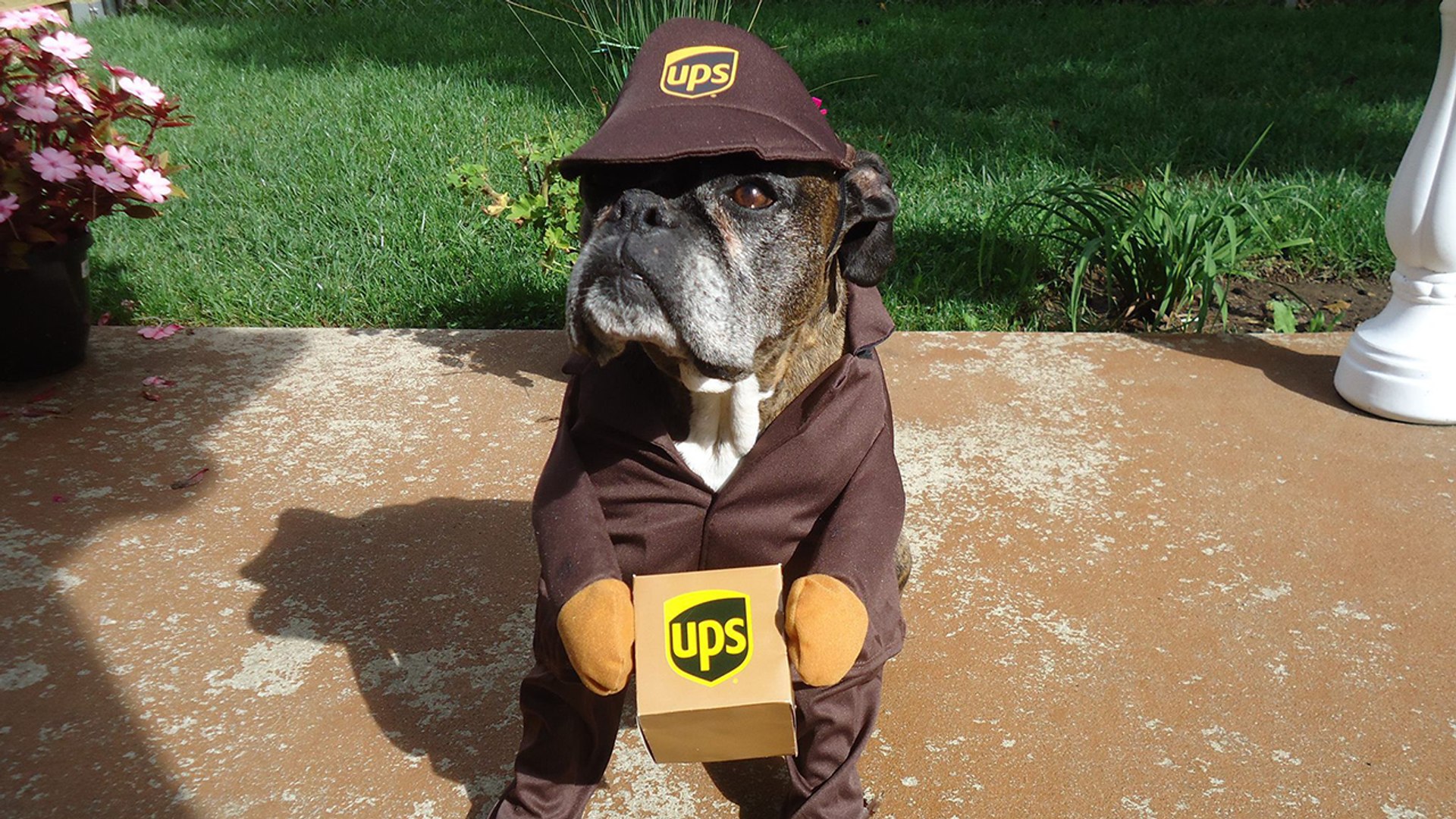 ⁣Man Makes Facebook Page Dedicated To Dogs That UPS Drivers Meet